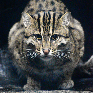 Sep. 2023 - Night Hunters - Fishing Cat