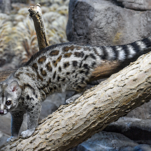 Sep. 2023 - Night Hunters - Large-spotted Genet