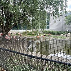 Chilean Flamingo Exhibit