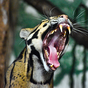 Sep. 2023 - Night Hunters - Clouded Leopard