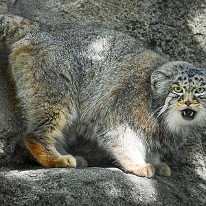 Sep. 2023 - Night Hunters - Pallas' Cat (Outdoors)