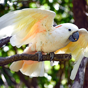 Sep. 2023 - Wings of the World - Salmon-crested Cockatoo (Sammy)