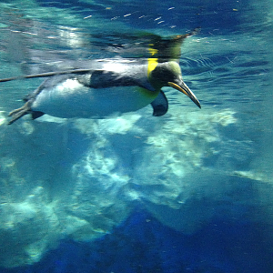 King Penguin - Kelly Tarlton's 2015