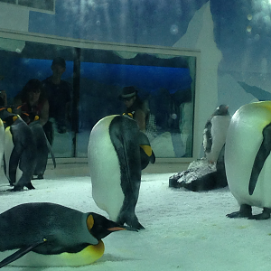 King Penguins - Kelly Tarlton's 2015