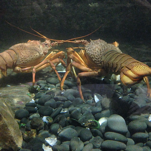 Packhorse Lobsters - Kelly Tarlton's 2015