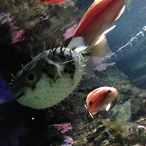 Australian Burrfish - Kelly Tarlton's 2015