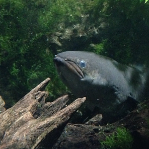 New Zealand Longfin Eel - Kelly Tarlton's 2015