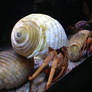 Hermit Crabs - Kelly Tarlton's 2015