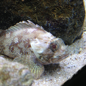 Unidentified Scorpaenid - Kelly Tarlton's 2015