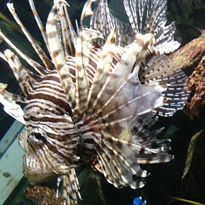 Lionfish - Kelly Tarlton's 2015