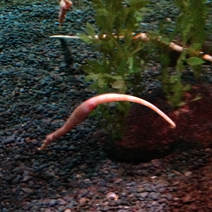 Spiny Pipehorse - Kelly Tarlton's 2015