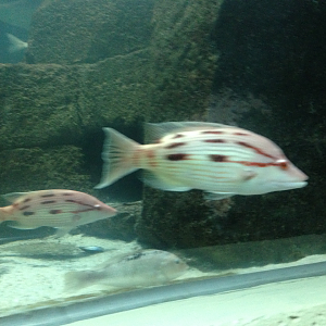 Eastern Pigfish - Kelly Tarlton's 2015