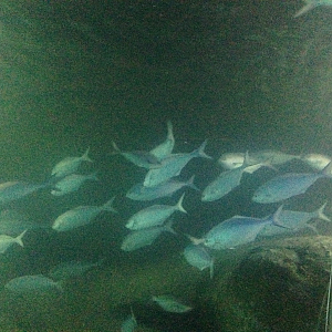 Silver Sweep - Kelly Tarlton's 2015