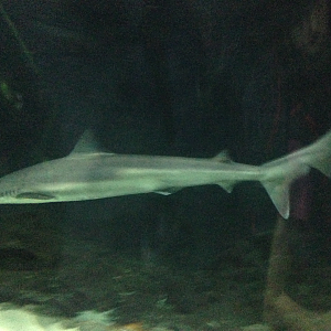 School Shark - Kelly Tarlton's 2015