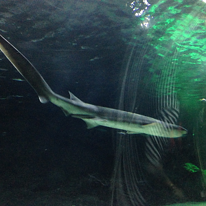 Broadnose Sevengill Shark - Kelly Tarlton's 2015