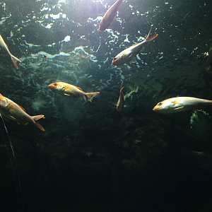 Eastern Nannygai - Kelly Tarlton's 2015