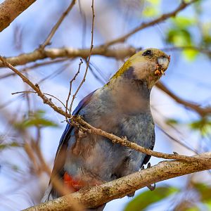Pale-headed Rosella