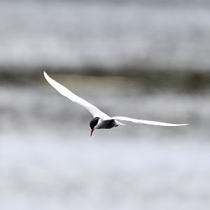Whiskered Tern