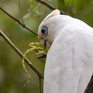 Little Corella