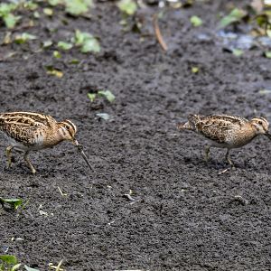 Latham's/Japanese Snipes