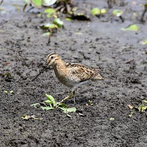 Latham's/Japanese Snipe