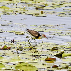 Comb-crested Jacana