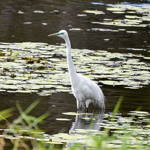 Great Egret in breeding flush