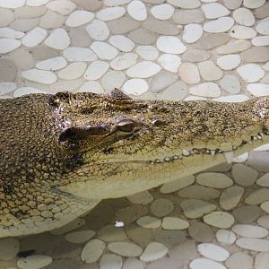 Saltwater Crocodile