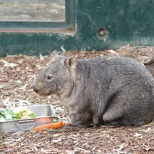 Common Wombat