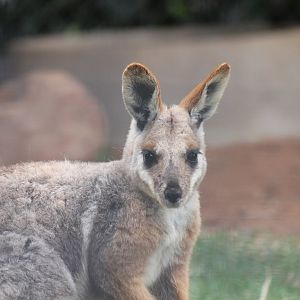 Yellow-footed Rock Wallaby
