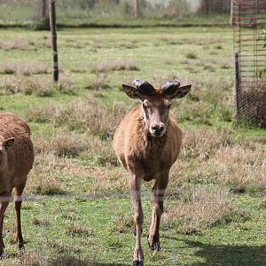 Red Deer