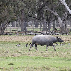 Water Buffalo