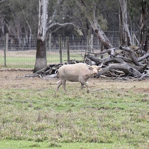 White Water Buffalo