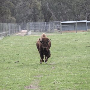 Bison