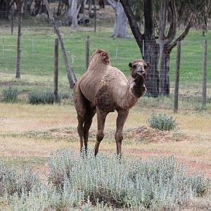 Arabian Camel