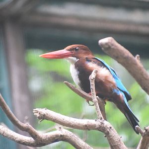 White-breasted kingfisher - August 2021