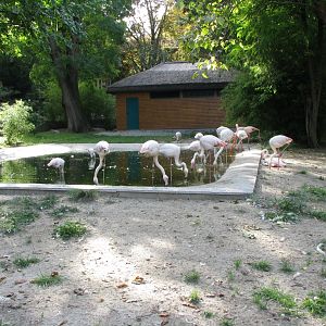 Flamingo enclosure