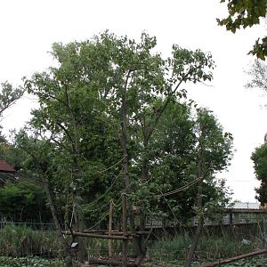 Brown capuchin in the tree