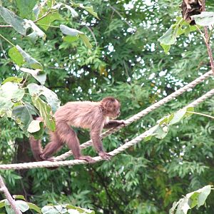 Capuchin monkey