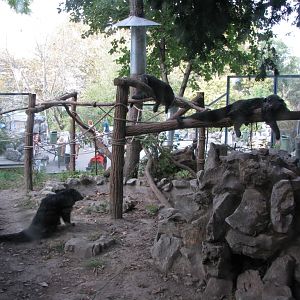 Binturong enclosyre