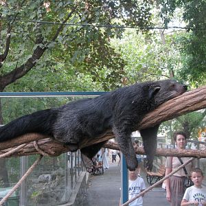 Binturong