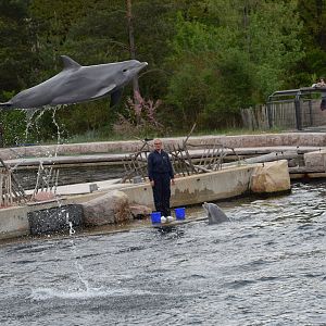 Atlantic bottelnose dolphin - May 2019