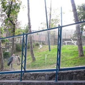 Marabou stork enclosure