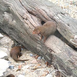 Dwarf mongooses