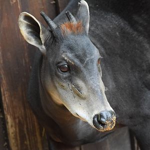 Yellow-backed duiker - May 2019