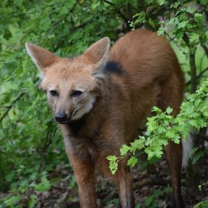 Maned wolf - May 2019