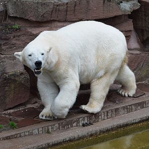 Polar bear - May 2019
