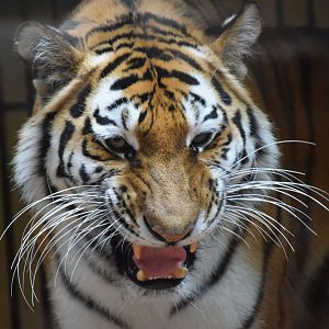 Siberian tiger - May 2019