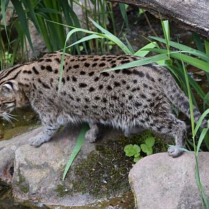 Fishing cat - May 2019