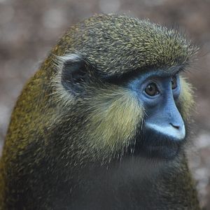 Red-tailed moustached monkey - May 2019